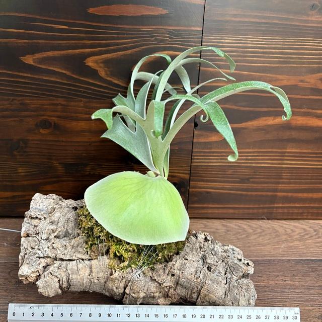 現品) ビカクシダ アルシコルネ ドワーフ (TC) (No.41158) (コウモリ