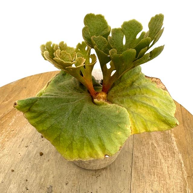 現品) ビカクシダ リドレイ 'ドワーフシルベリー' (TC) (No