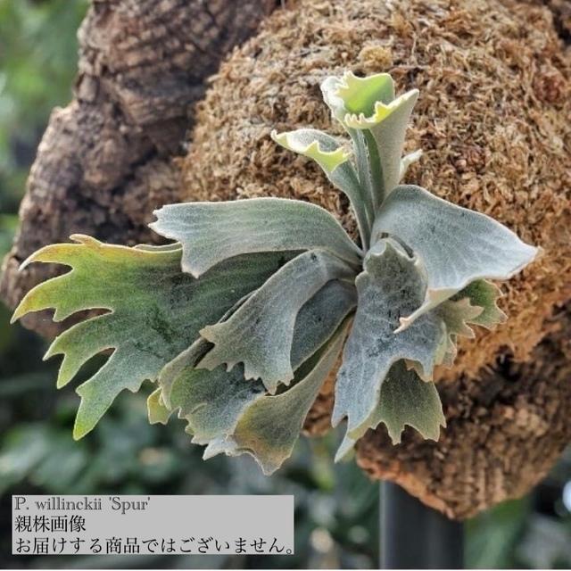 現品) ビカクシダ 'シュプール' (TC) (No.41162) (コウモリラン