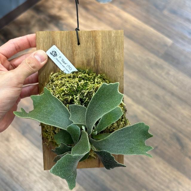 現品) ビカクシダ 'シュプール' (TC) (No.41162) (コウモリラン 観葉