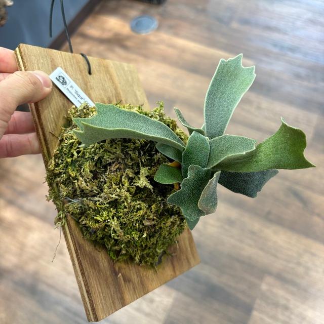 現品) ビカクシダ 'シュプール' (TC) (No.41162) (コウモリラン 観葉