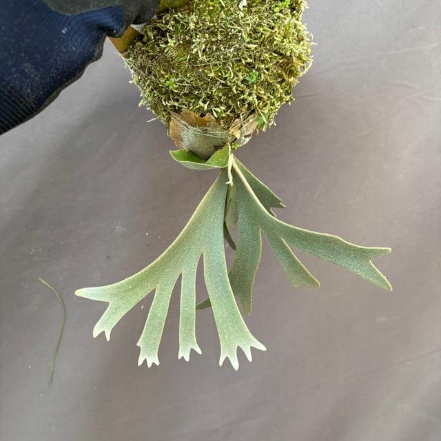 ビカクシダ　P.￼￼ウィリンキー　ショート　コウモリラン　観葉植物 現品) ビカクシダ ウィリンキー 'ナノ' (TC) (No.41163) (コウモリラン