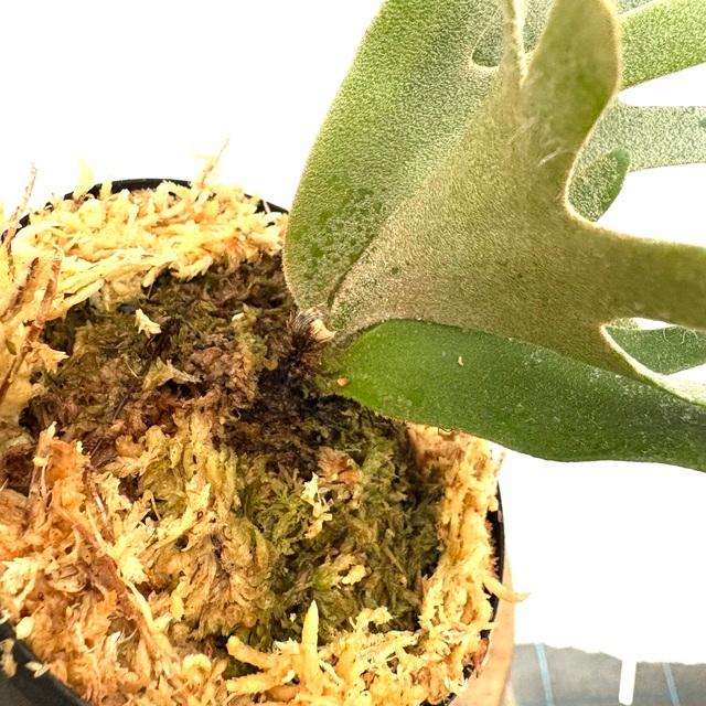 現品) ビカクシダ ウィリンキー 'ナノ' (TC) (No.41163) (コウモリラン