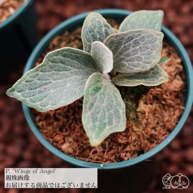 現品) ビカクシダ 'ウィングスオブエンジェル' (TC) (No.41164