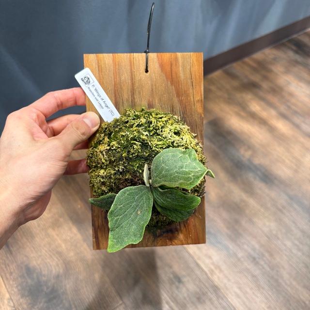 現品) ビカクシダ 'ウィングスオブエンジェル' (TC) (No.41164