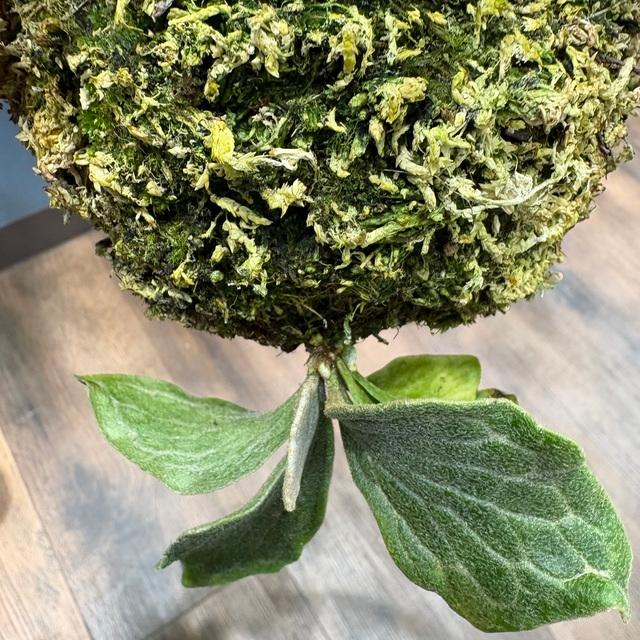 現品) ビカクシダ 'ウィングスオブエンジェル' (TC) (No.41164