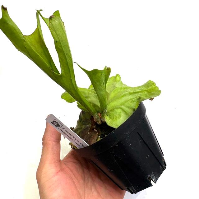 リドレイ　pakarang パカラン　ビカクシダ　5個セット ビカクシダ リドレイ “パカラン”「Platycerium ridleyi “Pakarang