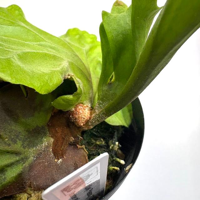 現品) ビカクシダ リドレイ 'パカラン' (TC) (No.41165) (コウモリラン