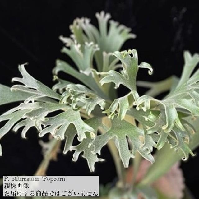 P. bifurcatum Popcorn  ポップコーン　爆米花　ビカクシダ P. bifurcatum Popcorn ポップコーン 爆米花 ビカクシダ - メルカリ