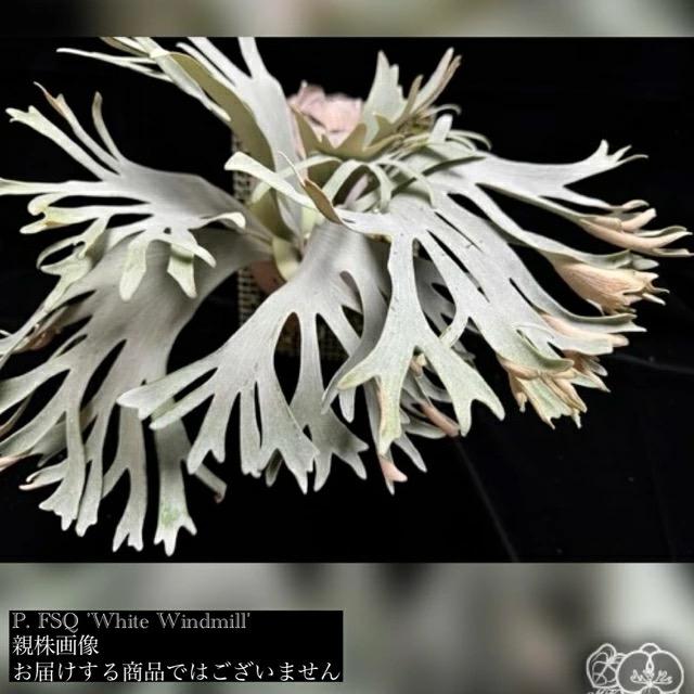 現品) ビカクシダ FSQ 'ホワイトウィンドミル' (TC) (No.41170
