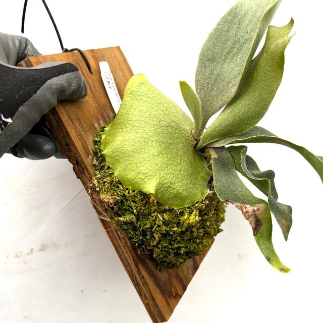 現品) ビカクシダ FSQ 'ホワイトウィンドミル' (TC) (No.41170