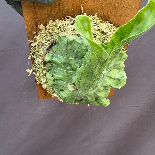 現品) ビカクシダ ワンダエ 'ドワーフ' (TC) (No.41176) (コウモリラン