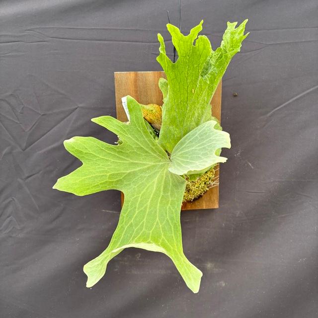 ビカクシダ　ワリチー　大株 初入荷! ビカクシダ ワリチー Platycerium wallichii コウモリ