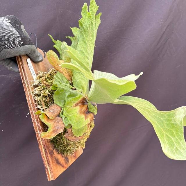 現品) ビカクシダ ワリチー (TC) (No.41177) (コウモリラン 観葉