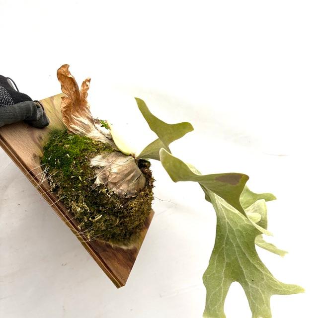 現品) ビカクシダ ワリチー (TC) (No.41177) (コウモリラン 観葉植物