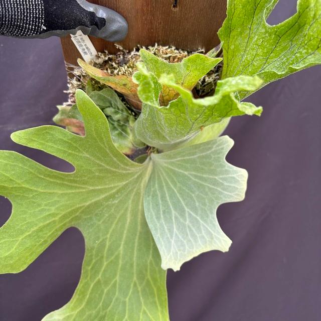 現品) ビカクシダ ワリチー (TC) (No.41177) (コウモリラン 観葉