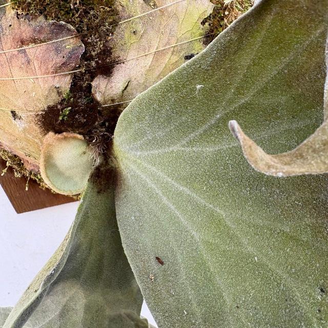 現品) ビカクシダ ワリチー (TC) (No.41177) (コウモリラン 観葉植物