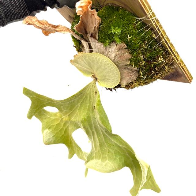 現品) ビカクシダ ワリチー (TC) (No.41177) (コウモリラン 観葉植物