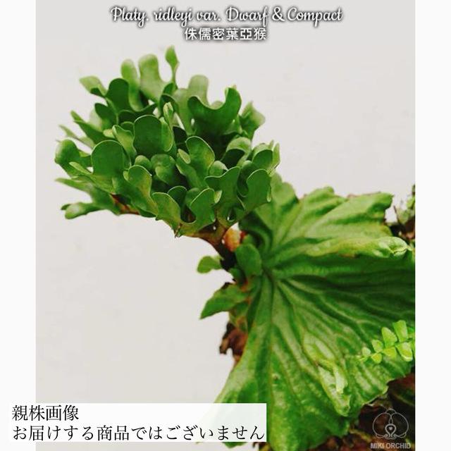 現品) ビカクシダ リドレイ 'ドワーフ&コンパクト' (TC) (No.41179