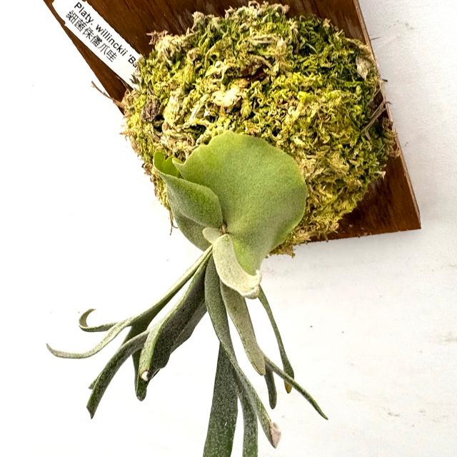 現品) ビカクシダ ウィリンキー 'バクテリア' (spore) (No.41180