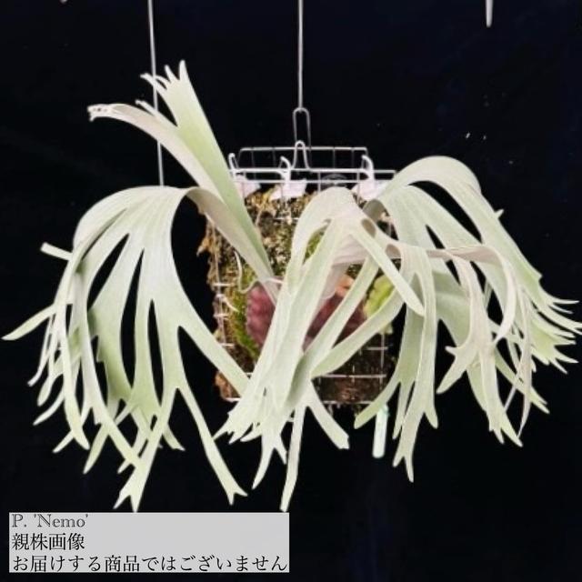 現品) ビカクシダ 'ネモ' (TC) (No.41181) (コウモリラン 観葉植物