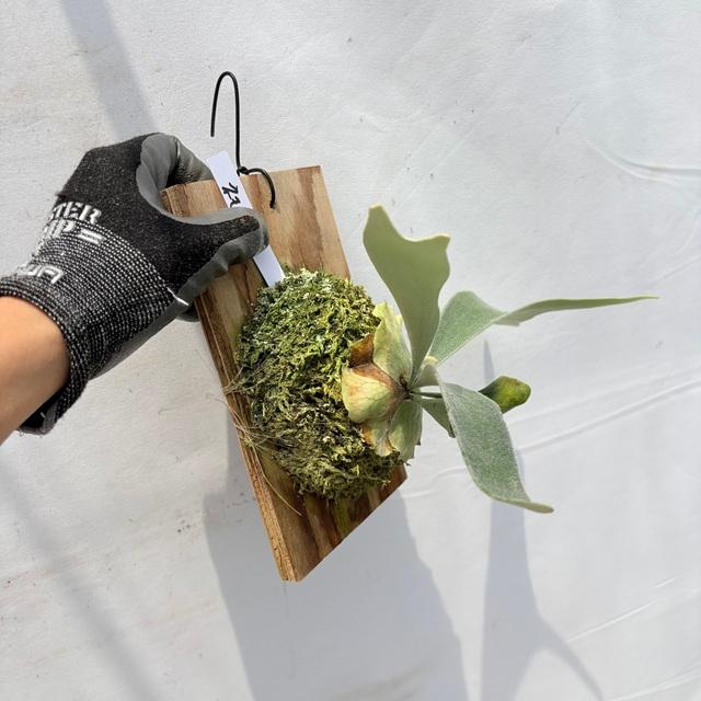 現品) ビカクシダ 'ネモ' (TC) (No.41181) (コウモリラン 観葉植物