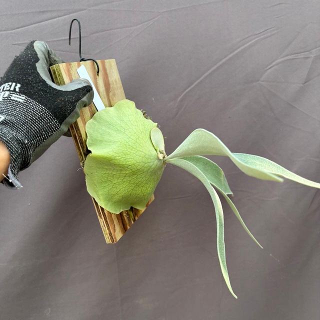 現品) ビカクシダ 'ネモ' (TC) (No.41181) (コウモリラン 観葉植物