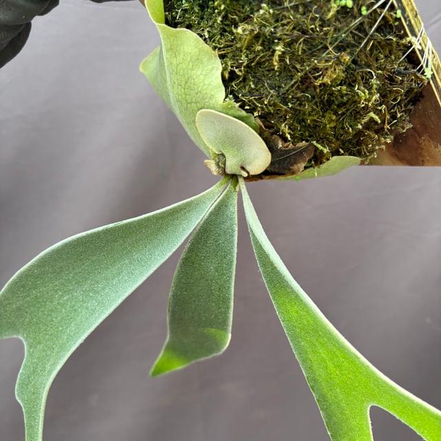 現品) ビカクシダ 'ネモ' (TC) (No.41181) (コウモリラン 観葉植物