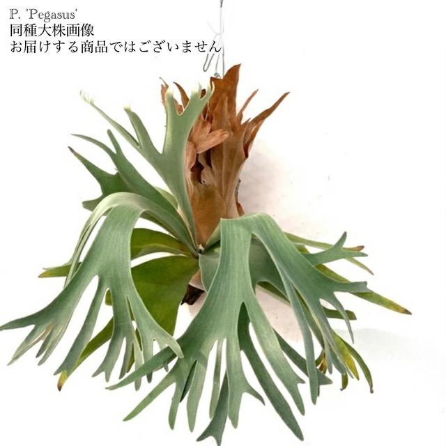 現品) ビカクシダ 'ペガサス' (TC) (No.41185) (コウモリラン 観葉植物