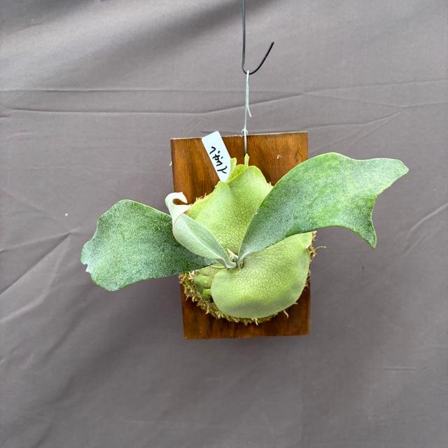 現品) ビカクシダ 'ペガサス' (TC) (No.41185) (コウモリラン 観葉植物