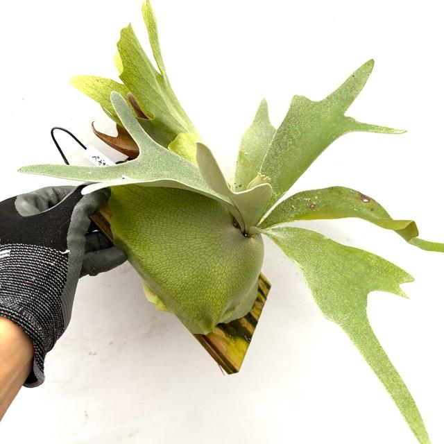 現品) ビカクシダ 'ペガサス' (TC) (No.41185) (コウモリラン 観葉植物