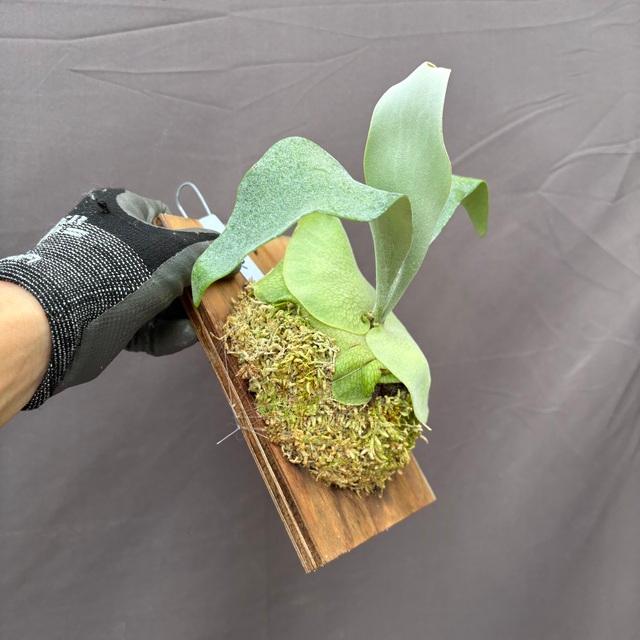 現品) ビカクシダ 'ペガサス' (TC) (No.41185) (コウモリラン 観葉植物