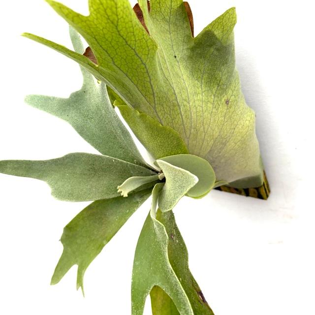 ビカクシダ　ペガサス 楽天市場】(現品) ビカクシダ 'ペガサス' (OC) (No.40892) (コウモリ