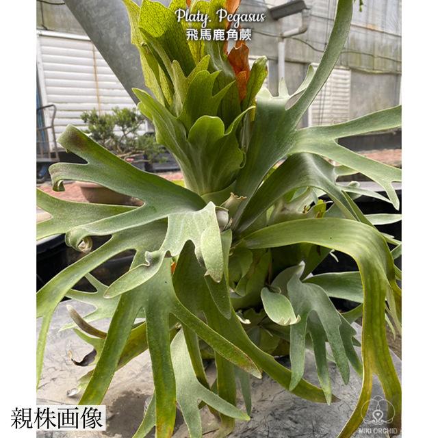 現品) ビカクシダ 'ペガサス' (TC) (No.41185) (コウモリラン 観葉植物