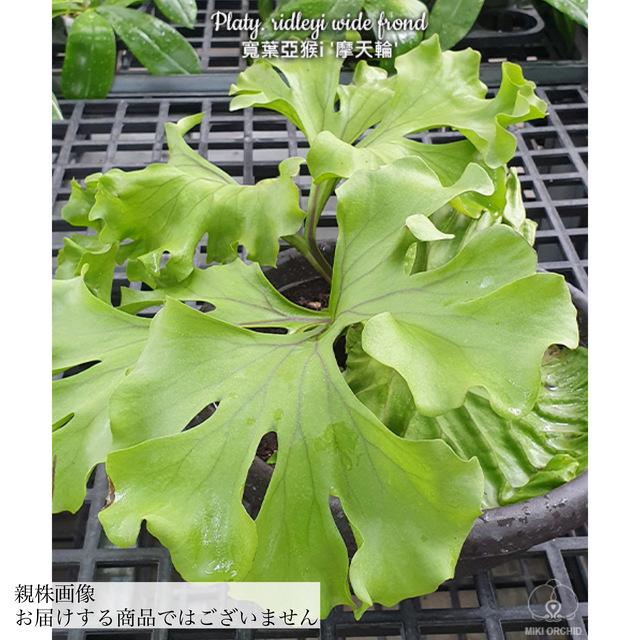 現品) ビカクシダ リドレイ 'ワイドフォーム' (No.41203) (TC