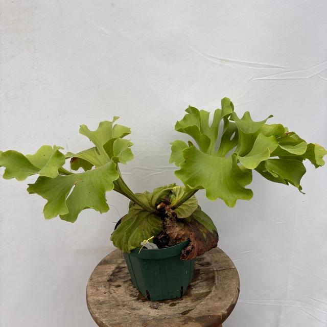 現品) ビカクシダ リドレイ 'ワイドフォーム' (No.41203) (コウモリ