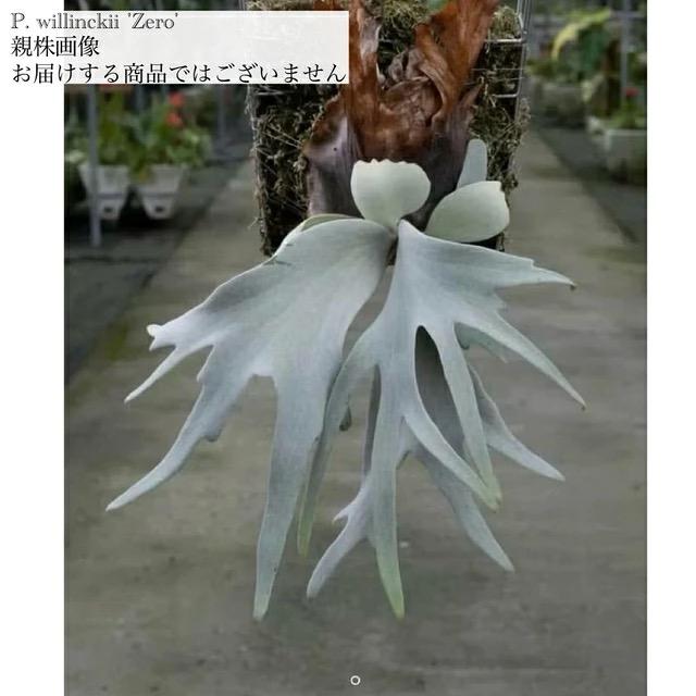 現品) ビカクシダ ウィリンキー 'ゼロ' (spore) (No.41225) (コウモリ