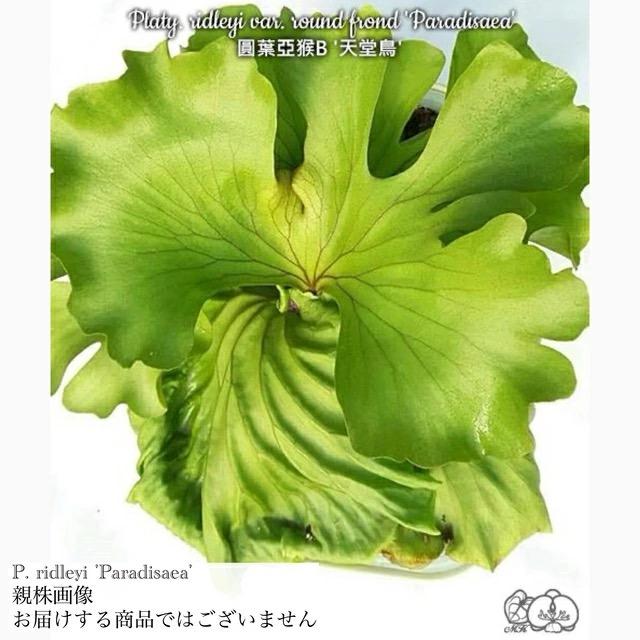 現品) ビカクシダ リドレイ 'パラディサエア' (No.41230) (TC