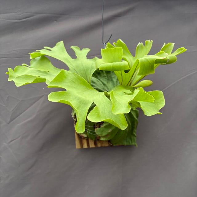 現品) ビカクシダ リドレイ 'パラディサエア' (No.41230) (TC