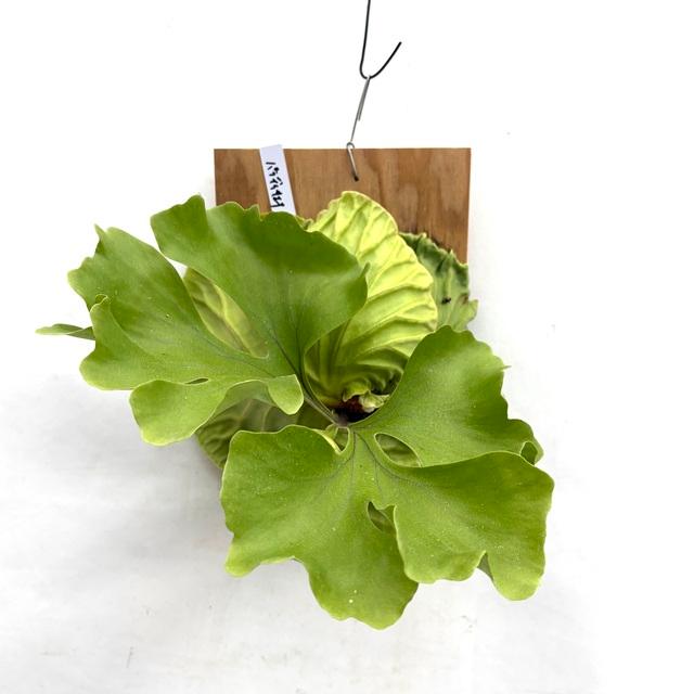 現品) ビカクシダ リドレイ 'パラディサエア' (No.41230) (TC
