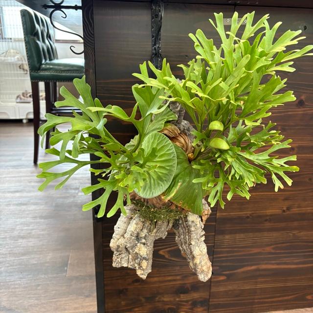 現品) ビカクシダ リドレイ 細葉 (No.41289) (コウモリラン 観葉植物