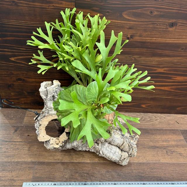 現品) ビカクシダ リドレイ 細葉 (No.41289) (コウモリラン 観葉植物
