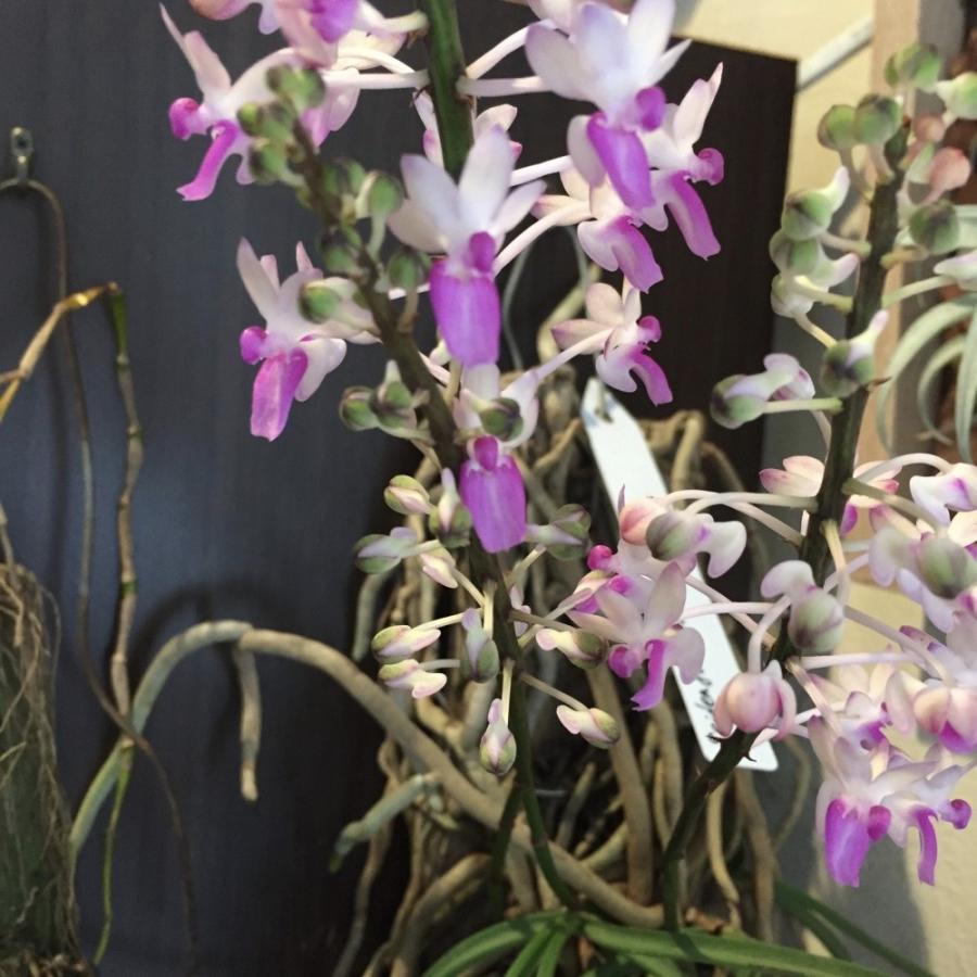 セイデンファデニア ミトラタ 観葉植物 蘭 洋蘭 インテリア おしゃれ 着生ラン ミニ 小型 室内 壁掛け 吊り下げ Seidenfadenia Mitrata エアープランツ専門店b L 通販 Yahoo ショッピング