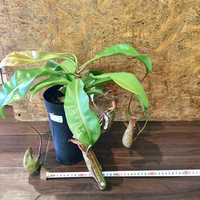 ネペンテス ジェントル 観葉植物 おしゃれ 食虫植物 ウツボカズラ 室内 エアープランツ専門店b L 通販 Yahoo ショッピング