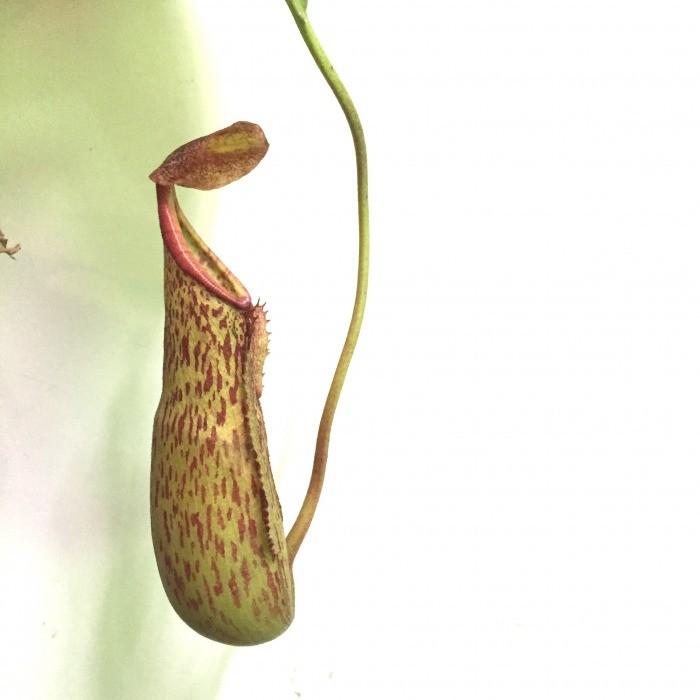 ネペンテス ジェントル 観葉植物 おしゃれ 食虫植物 ウツボカズラ 室内 エアープランツ専門店b L 通販 Yahoo ショッピング
