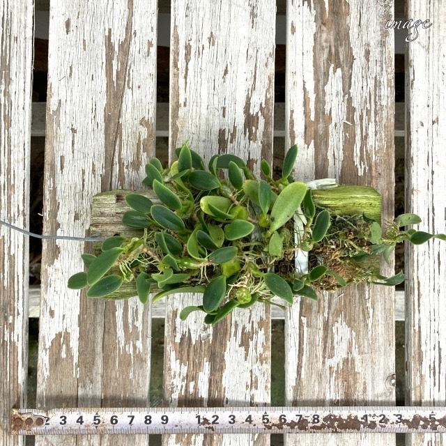 トリアス オブロンガ 観葉植物 蘭 洋蘭 インテリア おしゃれ 着生ラン ミニ 小型 室内 壁掛け 吊り下げ Trias Oblonga エアープランツ専門店b L 通販 Yahoo ショッピング