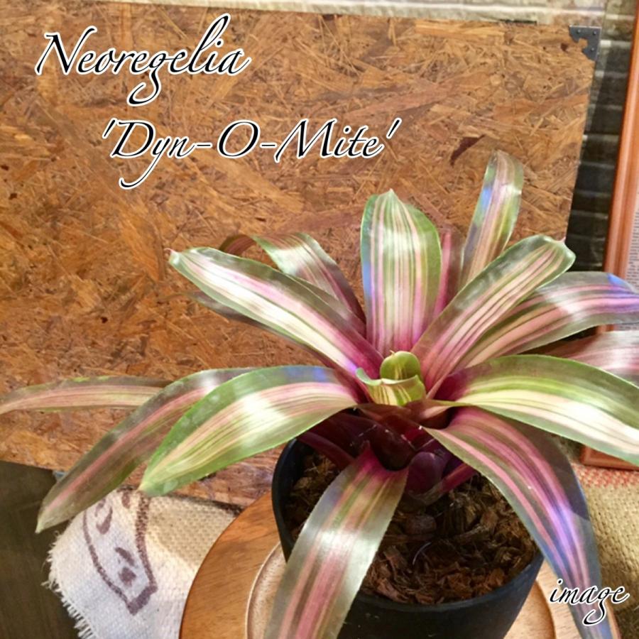 ネオレゲリア ダイナマイト 観葉植物 おしゃれ インテリア 小型 室内 Neoregelia Dyn O Mite エアープランツ専門店b L 通販 Yahoo ショッピング