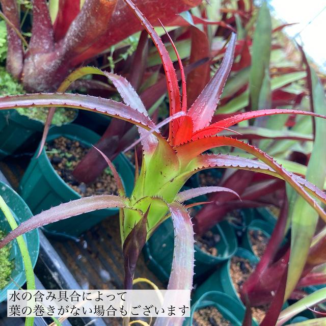 ネオレゲリア ペンデュラ カット苗 (観葉植物 おしゃれ 壁掛け