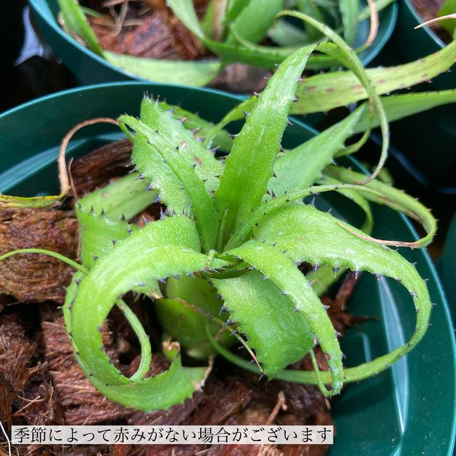 ネオレゲリア ペンデュラ カット苗 (観葉植物 おしゃれ 壁掛け