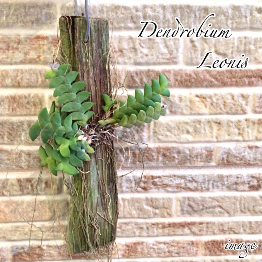 デンドロビウム レオニス 観葉植物 蘭 おしゃれ 着生ラン ミニ 壁掛け Dendrobium Leonis エアープランツ専門店b L 通販 Yahoo ショッピング